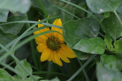 Close-up of yellow flowering plant