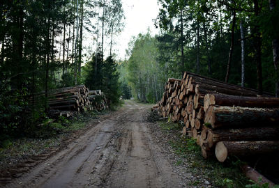 Stack of logs in forest