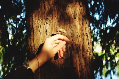 Cropped hand on tree trunk