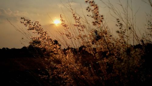 Close-up of plants growing on field against sky at sunset