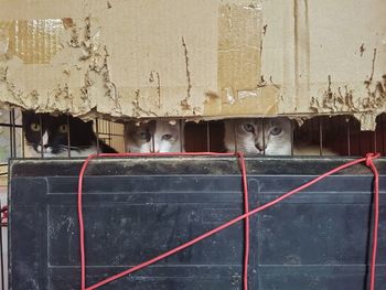 Portrait of a cat on wall