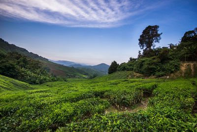 Scenic view of tree mountains against sky