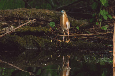 View of a bird on land