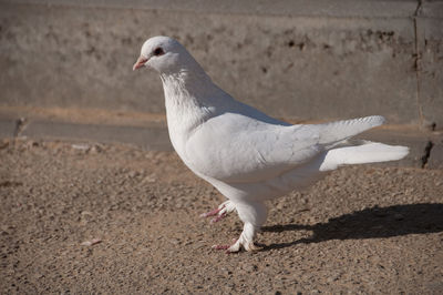 Close-up of seagull