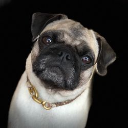 Close-up portrait of dog against black background