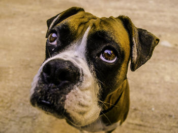 Close-up portrait of dog