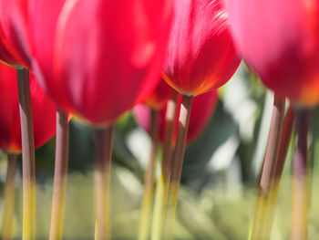 Close-up of red tulip