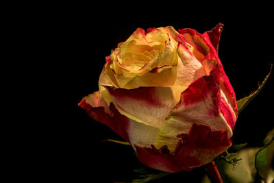 Close-up of red rose against black background