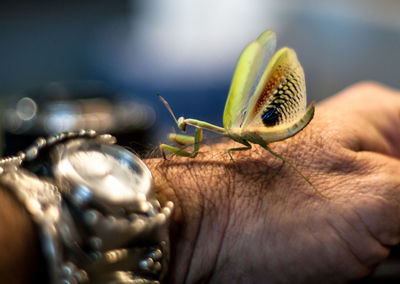 Close-up of hand holding insect