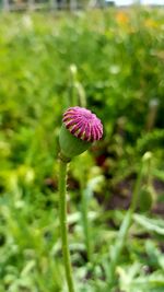 Close-up of pink flowers blooming in field