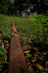 Close-up of railroad track amidst plants