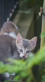 Portrait of kitten