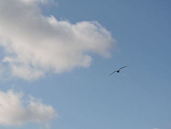 Low angle view of bird flying against clear sky