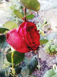 Close-up of red rose