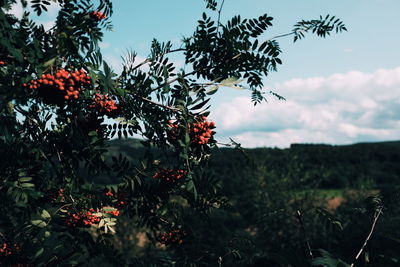 Plants growing on field against sky