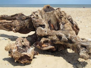 Close-up of driftwood on beach against sky