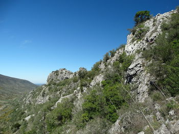 Trees against clear blue sky