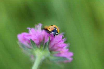 Close-up of insect on purple flower