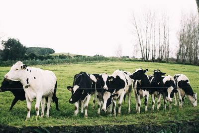 Cattle in azores