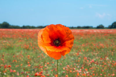 Close-up of orange poppy on field