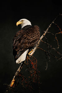 Close-up of bald eagle perching on wood