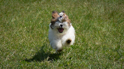 Portrait of dog on grassy field