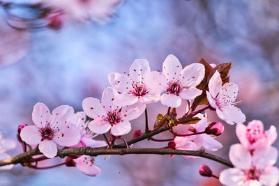 Close-up of pink cherry blossom