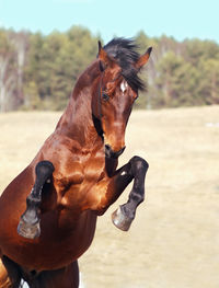 Close-up of horse rearing up