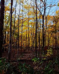 Trees in forest against sky