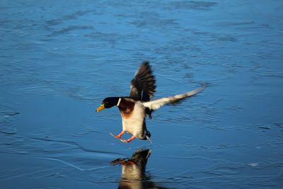 Mallard coming into land 