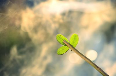 Close-up of fresh green plant against sky