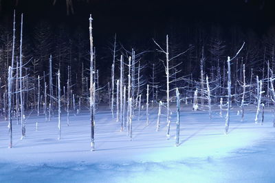 Snow covered land and trees