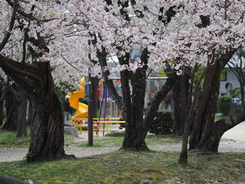 Cherry blossoms in park