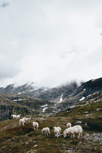 Flock of sheep on landscape