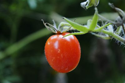 Close-up of cherries on tree