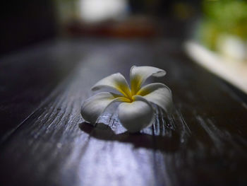 Close-up of white flower on table