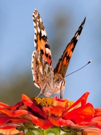 Close-up of butterfly perching on flower