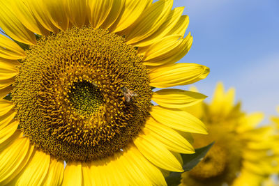 Close-up of sunflower