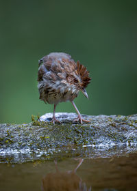 View of bird in water