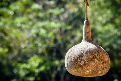 Close-up of fungus hanging on plant