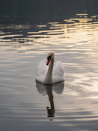 View of swan swimming in lake