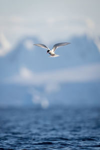 Antarctic tern flying with hills in background