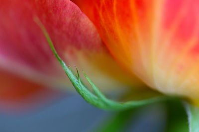 Close-up of pink flower