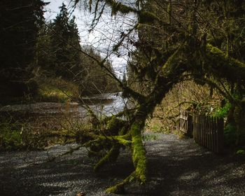 Scenic view of trees against sky
