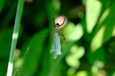 Close-up of insect on leaf