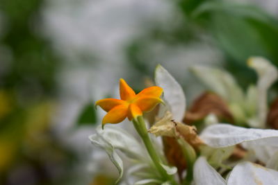 Close-up of yellow flowering plant