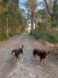 Two dogs on street