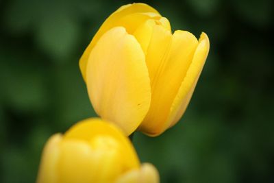 Close-up of yellow flower blooming outdoors