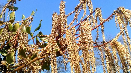 Low angle view of tree against blue sky