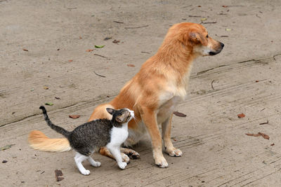 High angle view of a cat